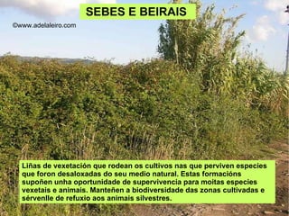 SEBES E BEIRAIS  Liñas de vexetación que rodean os cultivos nas que perviven especies que foron desaloxadas do seu medio natural. Estas formacións supoñen unha oportunidade de supervivencia para moitas especies vexetais e animais. Manteñen a biodiversidade das zonas cultivadas e sérvenlle de refuxio aos animais silvestres. ©ɷɷ.𾱰.ǳ 