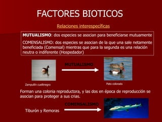 FACTORES BIOTICOS     Relaciones interespecíficas MUTUALISMO MUTUALISMO : dos especies se asocian para beneficiarse mutuamente COMENSALISMO: dos especies se asocian de la que una sale netamente beneficiada (Comensal) mientras que para la segunda es una relación neutra o indiferente (Hospedador)  Forman una colonia reproductora, y las dos en época de reproducción se asocian para proteger a sus crias. COMENSALISMO Tiburón y Remoras Zampullín cuellinegro Pato colorado 