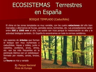 ECOSISTEMAS  Terrestres  en España BOSQUE TEMPLADO (Caducifolio) El clima en las zonas templadas es muy variable, con las cuatro  estaciones  del año bien marcadas y alternancia de lluvias, periodos secos, tormentas, etc. Las precipitaciones varían entre  500 y 1000 mm  al año. Los suelos son ricos porque la meteorización es alta y la actividad biológica también .  En España lo encontramos en toda la cornisa cantábrica. Las especies de  árboles  que forman el bosque son muy numerosas y caducifolias. Hayas y robles, junto a castaños, avellanos, arces, olmos, etc. son los más frecuentes en la península Ibérica con un sotobosque  formado por rosales, zarzas, brezos, etc.  La  fauna  es rica y variada  Ej:  Parque Nacional Picos de Europa 
