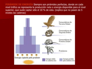 PIRÁMIDE DE ENERGÍA  Siempre son pirámides perfectas, donde en cada nivel trófico se representa la producción neta o energía disponible para el nivel superior, que suele captar sólo el 10 % de esta. (explica que no pasen de 5 niveles las cadenas) 