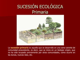 SUCESIÓN ECOLÓGICA Primaria La  sucesión primaria   es aquella que se desarrolla en una zona carente de comunidad preexistente, es decir, que se inicia en un biotopo virgen, que no ha sido ocupado previamente por otras comunidades, como ocurre en las dunas, nuevas islas, etc. 