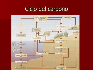 Ciclo del carbono 