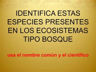 IDENTIFICA ESTAS ESPECIES PRESENTES EN LOS ECOSISTEMAS TIPO BOSQUEusa el nombre común y el científico 
