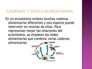 En un ecosistema existen muchas cadenas
  alimentarias diferentes y una especie puede
  intervenir en muchas de ellas. Para
  representar mejor las relaciones del
  ecosistema, se emplean las redes
  alimentarias que combina varias cadenas
  alimentarias
 