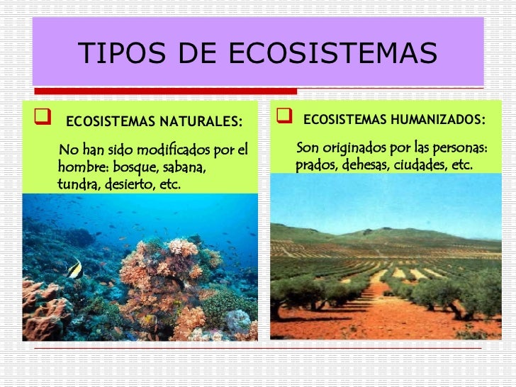 Resultado de imagen de ecosistemas