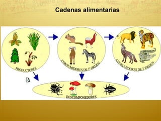 Cadenas alimentarias 