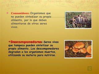 Consumidores:   Organismos que no pueden sintetizar su propio alimento, por lo que deben alimentarse de otros seres vivos.  Descomponedores :  Seres vivos que tampoco pueden sintetizar su propio alimento. Los descomponedores degradan a los organismos muertos, utilizando su materia para nutrirse.  