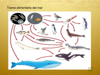 Trama alimentaria del mar 