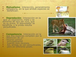 Mutualismo : Interacción, generalmente  obligatoria, en la que ambas especies se benefician. Depredación : Interacción en la que un organismo, mata y se  alimenta de otro ser vivo, que es su presa. El depredador se  beneficia, y la presa resulta perjudicada. Competencia : Interacción en la  que dos especies compiten por la  obtención de un  recurso común, principalmente cuando éste escasea. Así, ambas se ven perjudicadas, pero en diferente grado. 