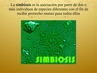 La  simbiosis  es la asociación por parte de dos o más individuos de especies diferentes con el fin de recibir provecho mutuo para todos ellos 