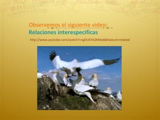 Observemos el siguiente video:  Relaciones interespecificas http://www.youtube.com/watch?v=gDU47A2KMq4&feature=related   