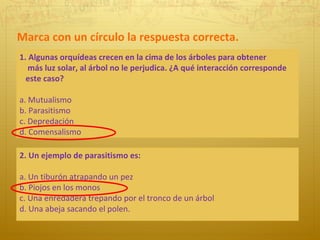 1. Algunas orquídeas crecen en la cima de los árboles para obtener  más luz solar, al árbol no le perjudica. ¿A qué interacción corresponde  este caso?  a. Mutualismo b. Parasitismo  c. Depredación d. Comensalismo 2. Un ejemplo de parasitismo es: a. Un tiburón atrapando un pez b. Piojos en los monos c. Una enredadera trepando por el tronco de un árbol d. Una abeja sacando el polen. Marca con un círculo la respuesta correcta. 