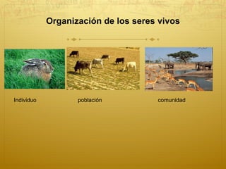 Organización de los seres vivos Individuo población comunidad 