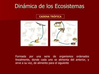 Dinámica de los Ecosistemas Formada por una serie de organismos ordenados linealmente, donde cada uno se alimenta del anterior, y sirve a su vez, de alimento para el siguiente CADENA TRÓFICA 