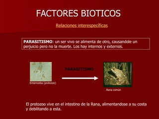 FACTORES BIOTICOS     Relaciones interespecíficas PARASITISMO PARASITISMO : un ser vivo se alimenta de otro, causandole un perjuicio pero no la muerte. Los hay internos y externos. El protozoo vive en el intestino de la Rana, alimentandose a su costa y debilitando a esta. Entamoeba (protozoo) Rana común 