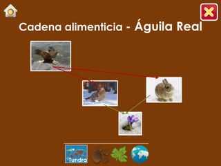 Cadena alimenticia - Águila Real




        Tundra
 