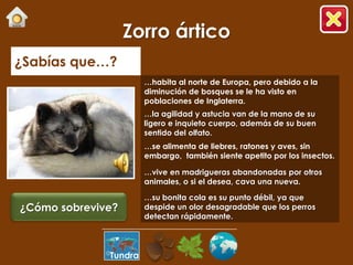 Zorro ártico
¿Sabías que…?
                       …habita al norte de Europa, pero debido a la
                       diminución de bosques se le ha visto en
                       poblaciones de Inglaterra.
                       …la agilidad y astucia van de la mano de su
                       ligero e inquieto cuerpo, además de su buen
                       sentido del olfato.
                       …se alimenta de liebres, ratones y aves, sin
                       embargo, también siente apetito por los insectos.

                       …vive en madrigueras abandonadas por otros
                       animales, o si el desea, cava una nueva.

                       …su bonita cola es su punto débil, ya que
¿Cómo sobrevive?       despide un olor desagradable que los perros
                       detectan rápidamente.




              Tundra
 