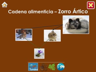 Cadena alimenticia – Zorro Ártico




         Tundra
 