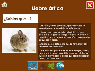 Liebre ártica
¿Sabías que…?
                     …es más grande y robusta, que las liebres de
                     patas blancas y su pelaje es más denso.
                     …tiene muy buen sentido del olfato, ya que
                     detecta la vegetación bajo la nieve en invierno
                     como las ramas de sauce, además come plantas
                     pequeñas y hojas.
                     …habitúa estar solo, pero puede formar grupos
                     de 100 a 300 individuos.
                     …sus crías son presa fácil de comadrejas, zorros,
                     búhos y halcones, pero si llegan a ser adultos se
                     vuelven tan veloces y ágiles que logran escapar
                     de sus depredadores.



            Tundra
 
