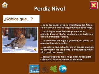 Perdiz Nival
¿Sabías que…?
                     …es de las pocas aves no migratorias del Ártico.
                     Se le conoce como la mejor ave que sabe fingir.
                     …se distingue entre las aves por mudar su
                     plumaje 2 veces al año, uno blanco en invierno y
                     otro en primavera-verano.
                     …se alimentan de hojas y grosellas, así como de
                     algunos tipos de insectos.
                     …sus patas están cubiertas de un espeso plumaje
                     en el invierno, las usa como “palas para la nieve”
                     y las muda en verano.

                     …para proteger su nido, finge estar herida para
                     cebar a los intrusos y alejarlos del nido.




            Tundra
 