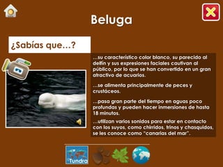 Beluga
¿Sabías que…?
                    …su característico color blanco, su parecido al
                    delfín y sus expresiones faciales cautivan al
                    público, por lo que se han convertido en un gran
                    atractivo de acuarios.

                    …se alimenta principalmente de peces y
                    crustáceos.

                    …pasa gran parte del tiempo en aguas poco
                    profundas y pueden hacer inmersiones de hasta
                    18 minutos.
                    …utilizan varios sonidos para estar en contacto
                    con los suyos, como chirridos, trinos y chasquidos,
                    se les conoce como “canarias del mar”.




           Tundra
 
