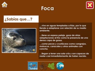 Foca
¿Sabías que…?
                    …vive en aguas templadas a frías, por lo que
                    tiende a adaptarse con relación de su medio
                    ambiente.

                    …tiene un espeso pelaje, goza de otras
                    adaptaciones al frío como la presencia de una
                    densa capa de grasa.
                    …come peces y crustáceos como cangrejos,
                    moluscos, caracoles y otros animales con
                    concha.

                    …llegan a tener una sola cría y son capaces de
                    nadar casi inmediatamente de haber nacido.




           Tundra
 