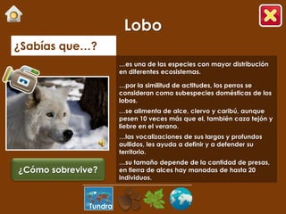 Lobo
¿Sabías que…?
                       …es una de las especies con mayor distribución
                       en diferentes ecosistemas.

                       …por la similitud de actitudes, los perros se
                       consideran como subespecies domésticas de los
                       lobos.
                       …se alimenta de alce, ciervo y caribú, aunque
                       pesen 10 veces más que el, también caza tejón y
                       liebre en el verano.
                       …las vocalizaciones de sus largos y profundos
                       aullidos, les ayuda a definir y a defender su
                       territorio.
                       …su tamaño depende de la cantidad de presas,
¿Cómo sobrevive?       en tierra de alces hay manadas de hasta 20
                       individuos.



              Tundra
 