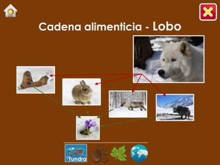 Cadena alimenticia - Lobo




     Tundra
 