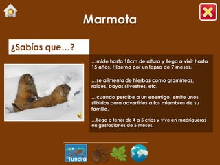 Marmota

¿Sabías que…?
                    …mide hasta 18cm de altura y llega a vivir hasta
                    15 años. Hiberna por un lapso de 7 meses.

                    …se alimenta de hierbas como gramíneas,
                    raíces, bayas silvestres, etc.

                    …cuando percibe a un enemigo, emite unos
                    silbidos para advertirles a los miembros de su
                    familia.

                    …llega a tener de 4 a 5 crías y vive en madrigueras
                    en gestaciones de 5 meses.




           Tundra
 