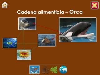 Cadena alimenticia – Orca




Peces




        Moluscos




                   Tundra
 