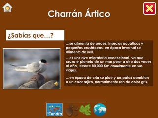 Charrán Ártico

¿Sabías que…?
                    …se alimenta de peces, insectos acuáticos y
                    pequeños crustáceos, en época invernal se
                    alimenta de krill.
                    …es una ave migratoria excepcional, ya que
                    cruza el planeta de un mar polar a otro dos veces
                    al año, recorre 80,000 Km anualmente en sus
                    viajes.

                    …en época de cría su pico y sus patas cambian
                    a un color rojizo, normalmente son de color gris.




           Tundra
 