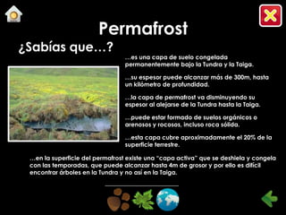 Permafrost
¿Sabías que…?
                                 …es una capa de suelo congelada
                                 permanentemente bajo la Tundra y la Taiga.

                                 …su espesor puede alcanzar más de 300m, hasta
                                 un kilómetro de profundidad.

                                 …la capa de permafrost va disminuyendo su
                                 espesor al alejarse de la Tundra hasta la Taiga.

                                 …puede estar formado de suelos orgánicos o
                                 arenosos y rocosos, incluso roca sólida.

                                 …esta capa cubre aproximadamente el 20% de la
                                 superficie terrestre.

 …en la superficie del permafrost existe una “capa activa” que se deshiela y congela
 con las temporadas, que puede alcanzar hasta 4m de grosor y por ello es difícil
 encontrar árboles en la Tundra y no así en la Taiga.
 