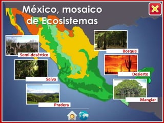 México, mosaico
de Ecosistemas

                           Bosque
Semi-desértico



                               Desierto
            Selva



                                    Manglar
                 Pradera
 
