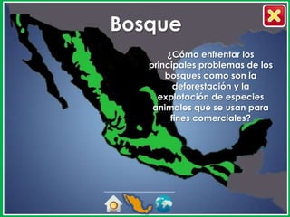 Bosque
       ¿Cómo enfrentar los
   principales problemas de los
       bosques como son la
         deforestación y la
     explotación de especies
    animales que se usan para
        fines comerciales?
 