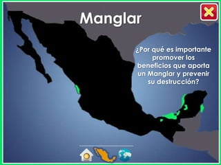 Manglar
      ¿Por qué es importante
           promover los
      beneficios que aporta
       un Manglar y prevenir
          su destrucción?
 