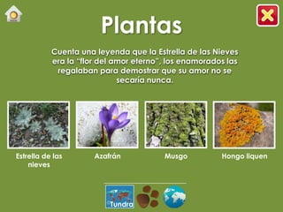 Plantas
           Cuenta una leyenda que la Estrella de las Nieves
           era la “flor del amor eterno”, los enamorados las
            regalaban para demostrar que su amor no se
                             secaría nunca.




Estrella de las       Azafrán           Musgo          Hongo liquen
    nieves




                          Tundra
 