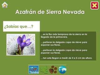 Azafrán de Sierra Nevada

¿Sabías que…?
                    …es la flor más temprana de la sierra en la
                    llegada de la primavera.

                    …perforan la delgada capa de nieve para
                    exponer sus flores.

                    …perforan la delgada capa de nieve para
                    exponer sus flores.

                    …tan solo llegan a medir de 4 a 5 cm de altura.




           Tundra
 