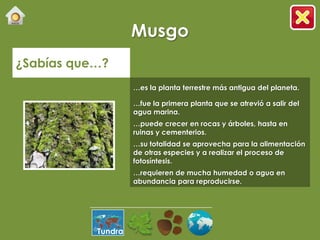 Musgo
¿Sabías que…?
                    …es la planta terrestre más antigua del planeta.

                    …fue la primera planta que se atrevió a salir del
                    agua marina.
                    …puede crecer en rocas y árboles, hasta en
                    ruinas y cementerios.
                    …su totalidad se aprovecha para la alimentación
                    de otras especies y a realizar el proceso de
                    fotosíntesis.
                    …requieren de mucha humedad o agua en
                    abundancia para reproducirse.




           Tundra
 