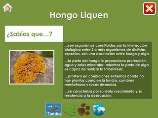 Hongo Liquen

¿Sabías que…?
                    …son organismos constituidos por la interacción
                    biológica entre 2 o más organismos de distintas
                    especies, son una asociación entre hongo y alga.

                    …la parte del hongo le proporciona protección,
                    agua y sales minerales, mientras la parte de alga
                    es capaz de realizar la fotosíntesis.

                    …prolifera en condiciones extremas donde no
                    hay plantas como en la tundra, cumbres
                    montañosas y rocas desnudas.
                    …se caracteriza por su lento crecimiento y su
                    resistencia a la desecación.




           Tundra
 