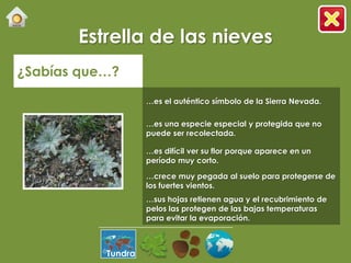Estrella de las nieves
¿Sabías que…?

                    …es el auténtico símbolo de la Sierra Nevada.

                    …es una especie especial y protegida que no
                    puede ser recolectada.

                    …es difícil ver su flor porque aparece en un
                    período muy corto.

                    …crece muy pegada al suelo para protegerse de
                    los fuertes vientos.
                    …sus hojas retienen agua y el recubrimiento de
                    pelos las protegen de las bajas temperaturas
                    para evitar la evaporación.



           Tundra
 