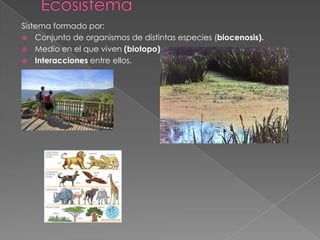 Sistema formado por:
 Conjunto de organismos de distintas especies (biocenosis).
 Medio en el que viven (biotopo)
 Interacciones entre ellos.
 