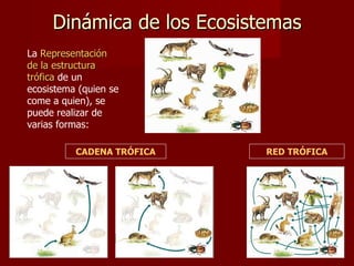 Dinámica de los Ecosistemas
La Representación
de la estructura
trófica de un
ecosistema (quien se
come a quien), se
puede realizar de
varias formas:

          CADENA TRÓFICA    RED TRÓFICA
 
