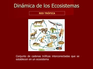 Dinámica de los Ecosistemas
                  RED TRÓFICA




Conjunto de cadenas tróficas interconectadas que se
establecen en un ecosistema
 