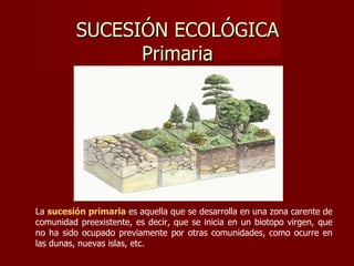 SUCESIÓN ECOLÓGICA
               Primaria




La sucesión primaria es aquella que se desarrolla en una zona carente de
comunidad preexistente, es decir, que se inicia en un biotopo virgen, que
no ha sido ocupado previamente por otras comunidades, como ocurre en
las dunas, nuevas islas, etc.
 