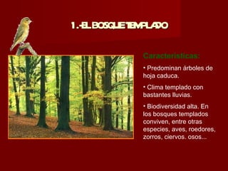 1.- LBOSQUET M A
  E         E PL DO

             Características:
             • Predominan árboles de
             hoja caduca.
             • Clima templado con
             bastantes lluvias.
             • Biodiversidad alta. En
             los bosques templados
             conviven, entre otras
             especies, aves, roedores,
             zorros, ciervos. osos...
 