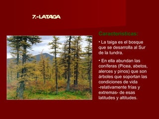 7.-L T IG
    AA A

            Características:
            • La taiga es el bosque
            que se desarrolla al Sur
            de la tundra.
            • En ella abundan las
            coníferas (Picea, abetos,
            alerces y pinos) que son
            árboles que soportan las
            condiciones de vida
            -relativamente frías y
            extremas- de esas
            latitudes y altitudes.
 
