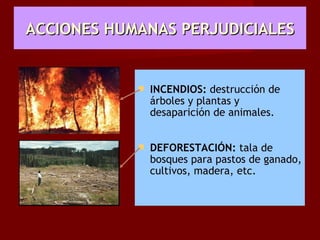 ACCIONES HUMANAS PERJUDICIALES


               INCENDIOS: destrucción de
                árboles y plantas y
                desaparición de animales.


               DEFORESTACIÓN: tala de
                bosques para pastos de ganado,
                cultivos, madera, etc.
 