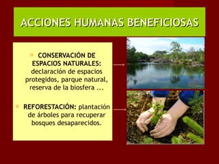 ACCIONES HUMANAS BENEFICIOSAS

       CONSERVACIÓN DE
      ESPACIOS NATURALES:
      declaración de espacios
    protegidos, parque natural,
     reserva de la biosfera ...

   REFORESTACIÓN: plantación
     de árboles para recuperar
      bosques desaparecidos.
 