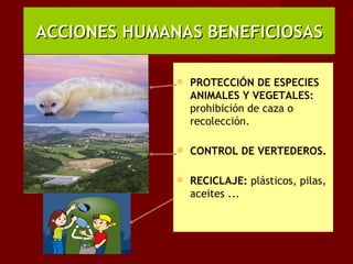 ACCIONES HUMANAS BENEFICIOSAS

                 PROTECCIÓN DE ESPECIES
                  ANIMALES Y VEGETALES:
                  prohibición de caza o
                  recolección.

                 CONTROL DE VERTEDEROS.

                 RECICLAJE: plásticos, pilas,
                  aceites ...
 