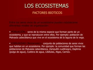 LOS ECOSISTEMAS
                      FACTORES BIOTICOS


Entre los seres vivos de un ecosistema pueden establecerse
diferentes niveles de organización:

• POBLACIÓN.- seres de la misma especie que forman parte de un
ecosistema, y que se reproducen entre ellos. Por ejemplo: población de
Malvasía cabeciblanca que vive en el ecosistema de la laguna de la vega.

• COMUNIDAD (Biocenosis).- conjunto de poblaciones de seres vivos
que habitan en un ecosistema. Por ejemplo: la comunidad que forman las
poblaciones de Malvasía cabeciblanca, Zampullín cuellinegro, Daphnia
(pulga de agua), Culebra de agua, Libélulas, Algas, Carrizo.
 